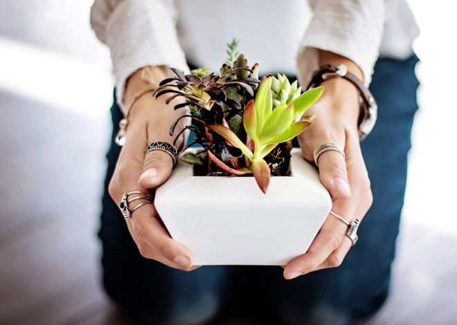 Les avantages des plantes d&rsquo;intérieur pour votre espace de vie