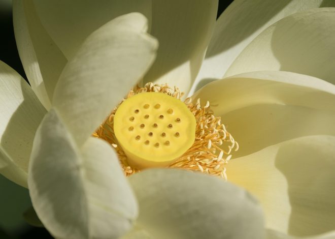 Comment adopter un style zen dans votre intérieur