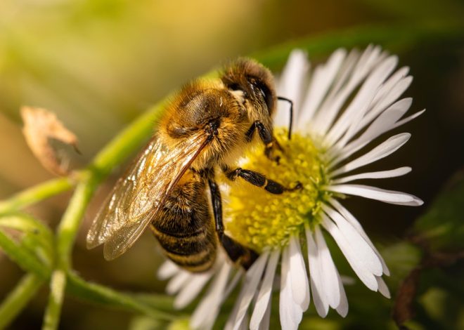 Découverte de la ruche : le monde fascinant des abeilles et leur rôle dans l&rsquo;écosystème
