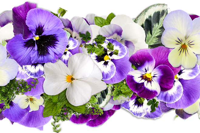 Massif fleuri : conseils pour créer un jardin coloré