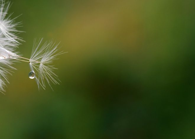Tout savoir sur le porte-parapluie : un accessoire essentiel pour affronter la pluie