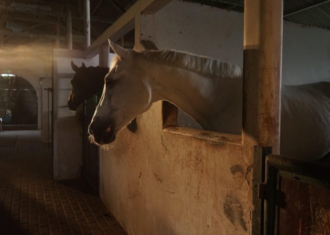 Éclairage intérieur : astuces pour une ambiance cosy et moderne