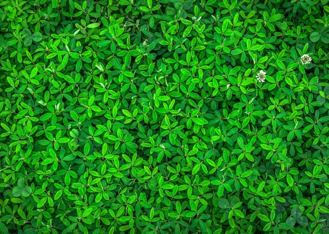 Les avantages des produits d&rsquo;entretien écologiques pour votre maison