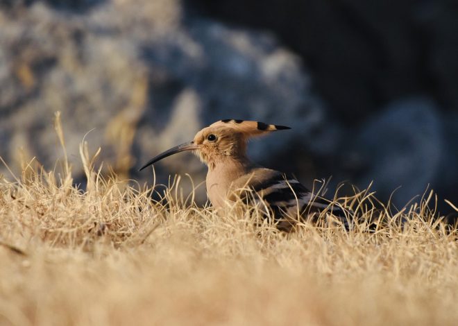 Bâche de protection : tout ce qu&rsquo;il faut savoir pour bien choisir