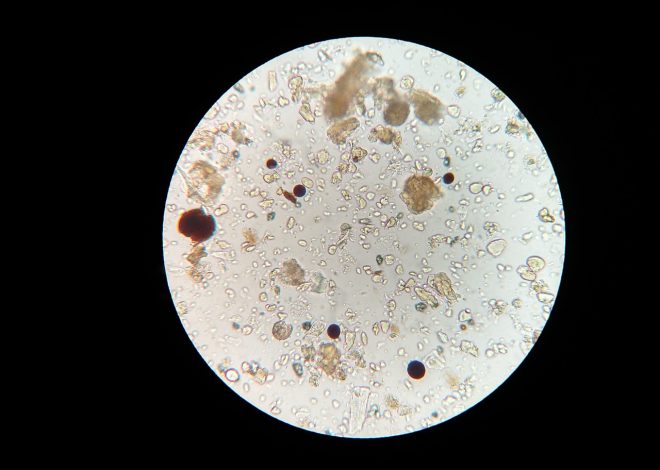 Étude de sol : comprendre les bases pour un projet réussi