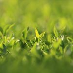 découvrez notre taille-haies performant pour des haies impeccables. facile à utiliser, léger et puissant, idéal pour entretenir votre jardin avec précision.