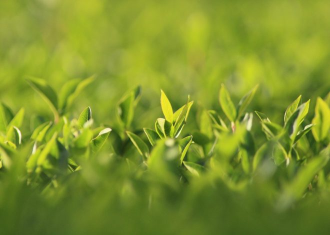 Guide complet pour choisir le meilleur taille-haie