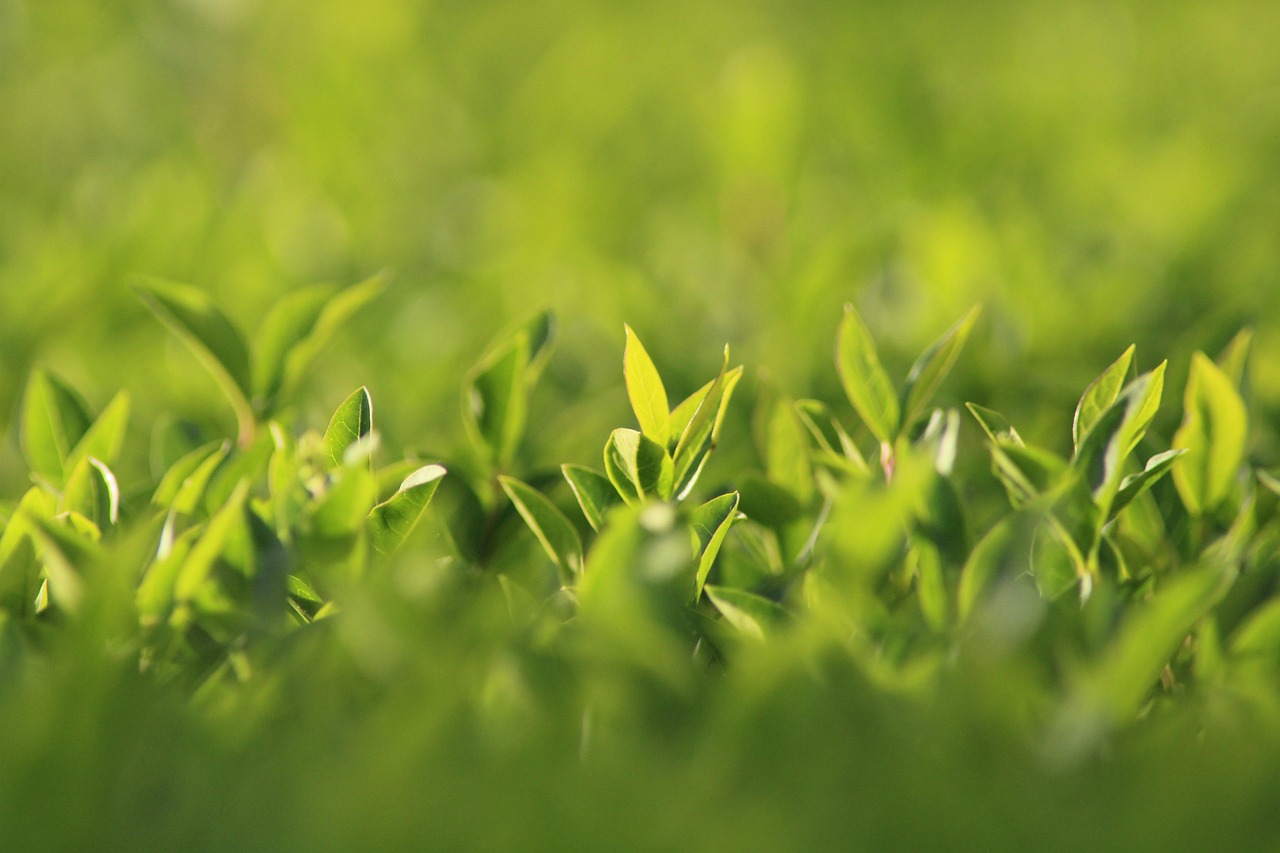 Guide complet pour choisir le meilleur taille-haie