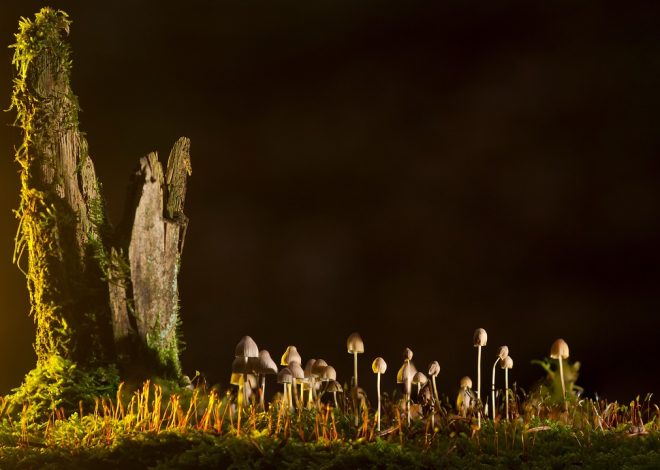 L&rsquo;éponge : un outil indispensable pour le nettoyage et l&rsquo;entretien de la maison