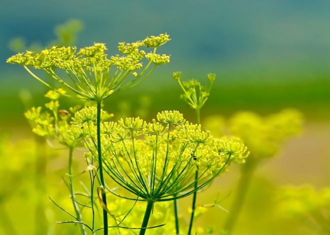 Plantes vivaces pour un jardin durable et coloré