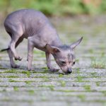 découvrez nos solutions de dallage extérieur alliant durabilité et esthétique pour sublimer vos espaces extérieurs.