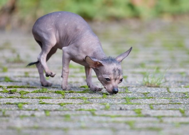 dallage extérieur : choisir les matériaux adaptés pour un jardin réussi