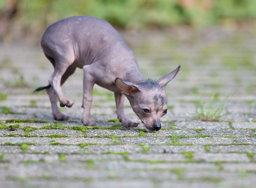dallage extérieur : choisir les matériaux adaptés pour un jardin réussi