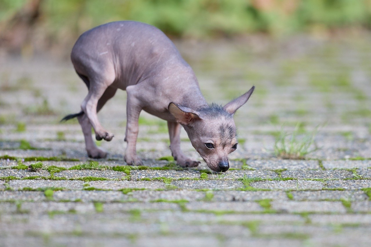 dallage extérieur : choisir les matériaux adaptés pour un jardin réussi
