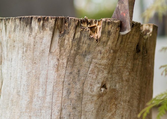 Comprendre l&rsquo;importance de la binette dans le jardinage