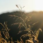 découvrez les avantages du gazon naturel : esthétique, écologique et agréable au toucher pour un jardin verdoyant et sain toute l'année.
