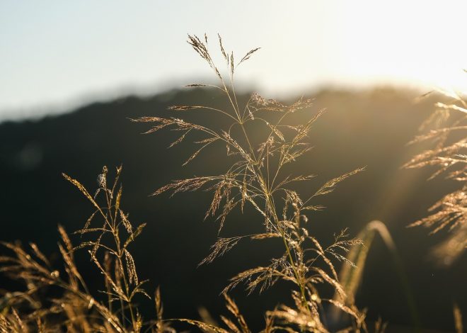 Gazon naturel et ses avantages pour un jardin sain