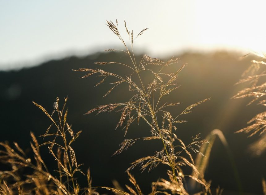 Gazon naturel et ses avantages pour un jardin sain