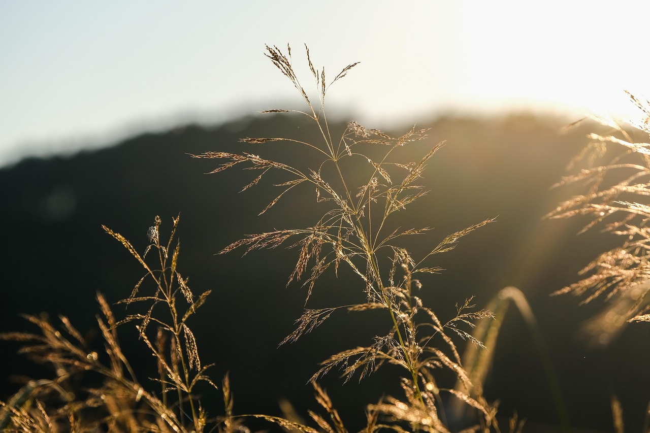 Gazon naturel et ses avantages pour un jardin sain