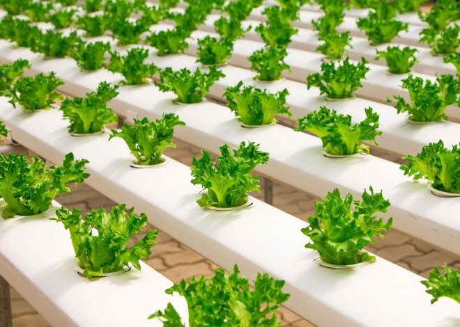 Potager durable : astuces pour un jardin productif en 2026