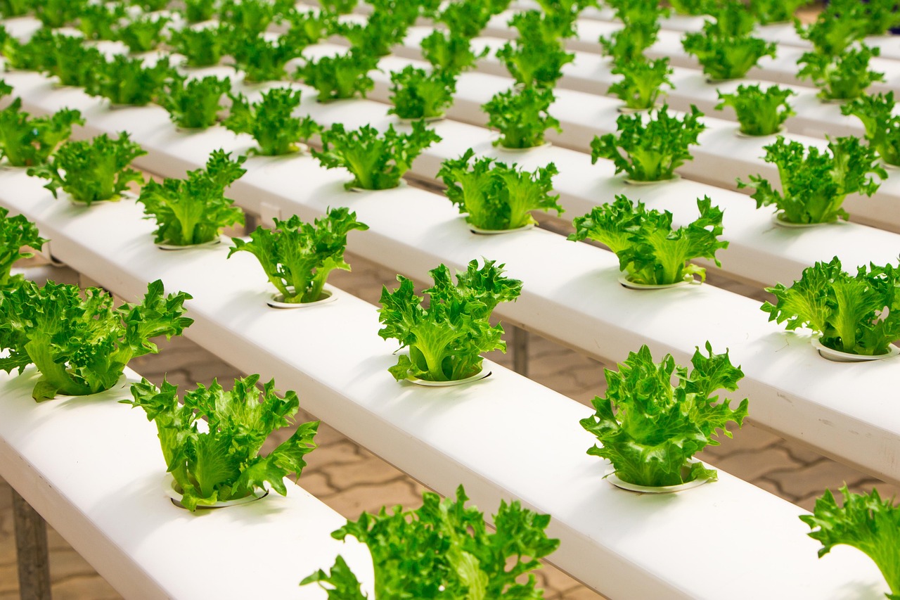Potager durable : astuces pour un jardin productif en 2026