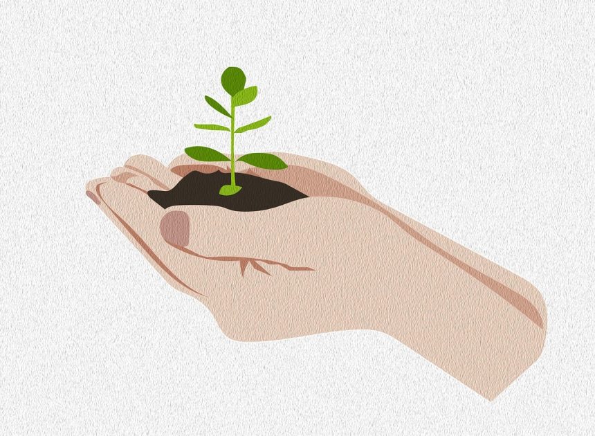 Semoir : guide complet pour optimiser vos semis