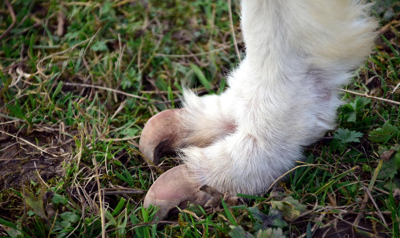 découvrez tout sur les griffes : leur structure, leur rôle dans le règne animal et leur importance dans la nature.