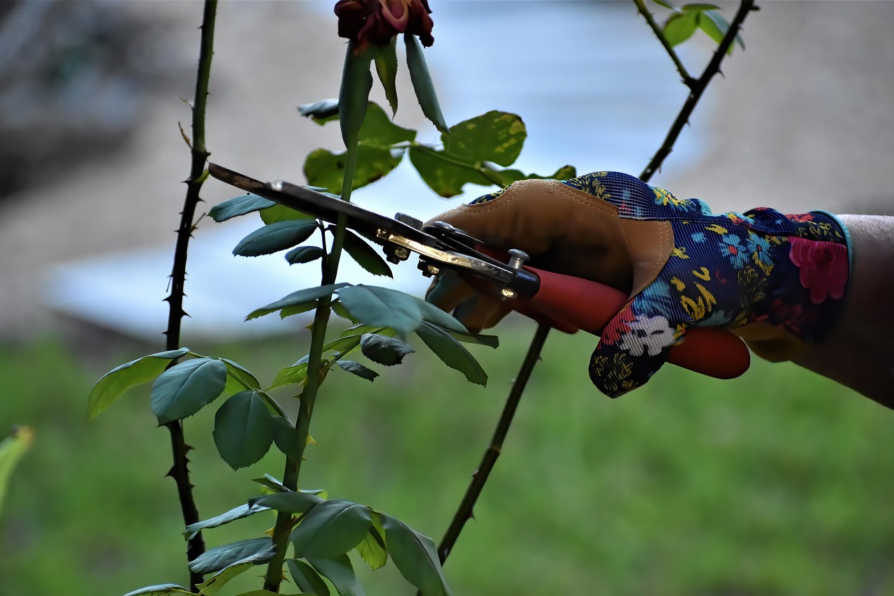 achetez des sécateurs de haute qualité pour tailler vos plantes avec précision et facilité. parfaits pour le jardinage et l'entretien des arbustes.