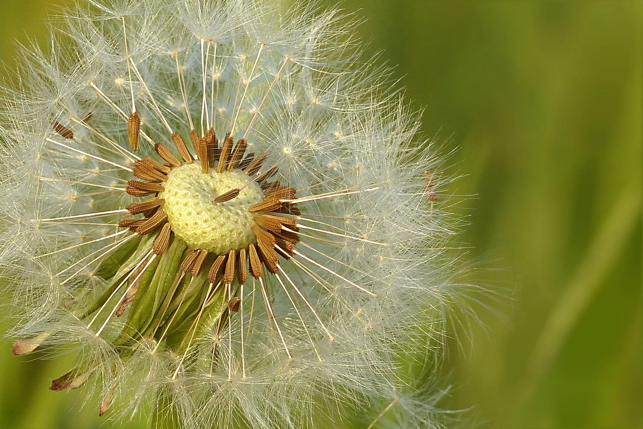 découvrez notre semoir de haute qualité pour un semis précis et efficace. idéal pour les jardiniers et agriculteurs souhaitant optimiser la plantation des graines.