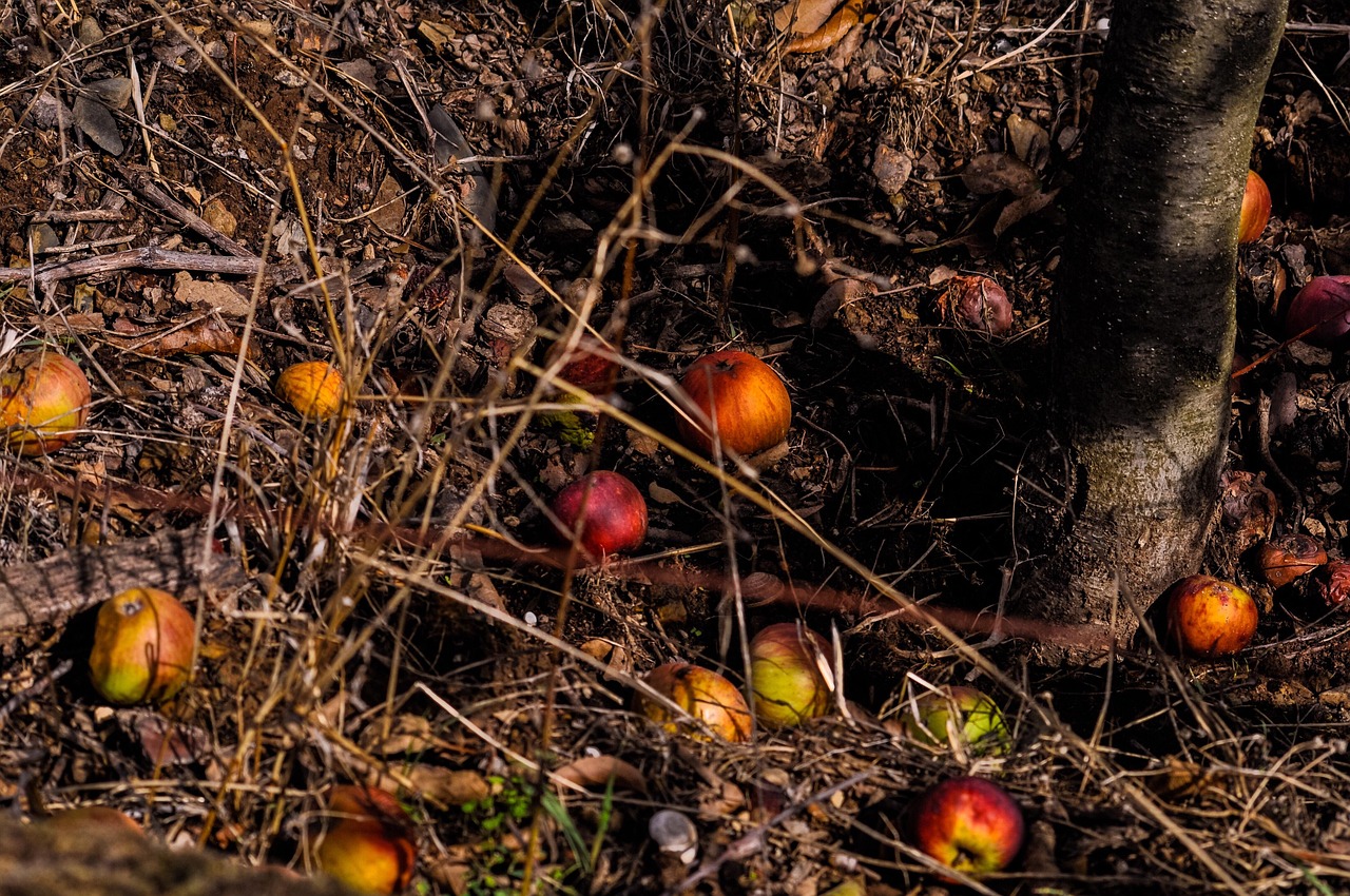 découvrez notre composteur de jardin pratique et écologique, idéal pour transformer vos déchets organiques en un compost riche et naturel pour nourrir vos plantes.